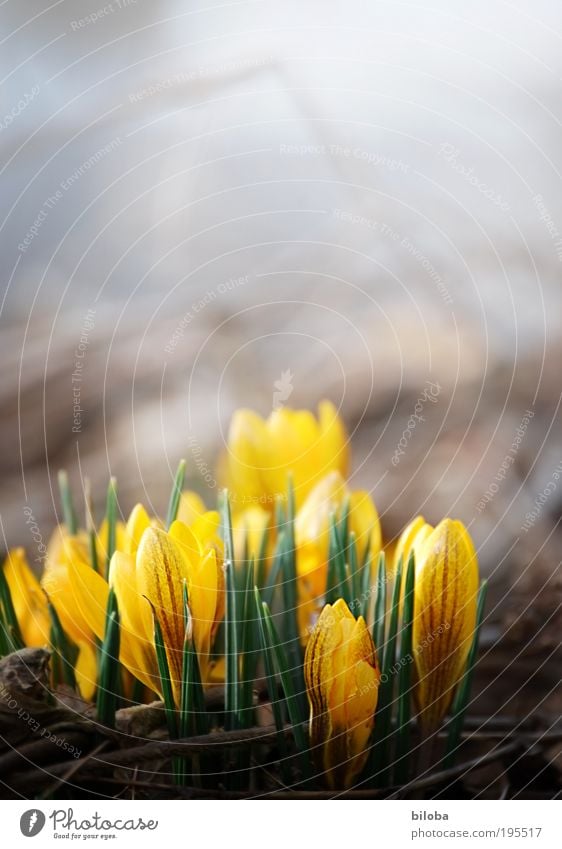 towards the sun Environment Nature Plant Sunlight Spring Climate Beautiful weather Flower Blossom Bright Yellow Crocus Spring fever Spring flower Exterior shot