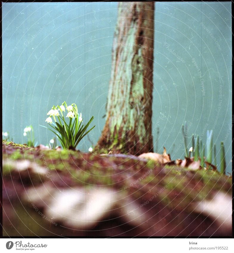 My first medium format! Tree Flower Leaf Blossom Spring snowflake Bald-cypress Bochum Retro Brown Green White Medium format Seagull Analog Fluff Scan portrait