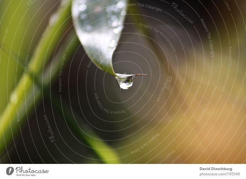 After the rain Life Harmonious Nature Plant Drops of water Spring Summer Rain Leaf Foliage plant Green Silver Wet Damp Blade of grass Stalk Colour photo