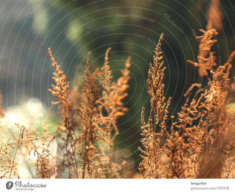 Isolated II Nature Old Bright Brown Summer Sun Environment Plant Sunlight Spring Beautiful weather Flower Grass Bushes Blossom Dry Shriveled Lighting Happy