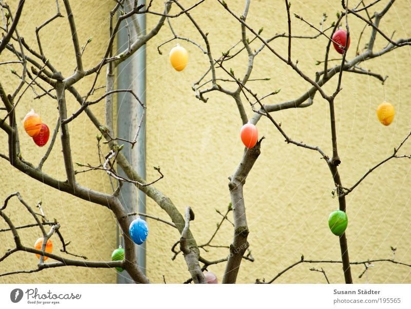 eikaramba Decoration Hang Egg Hide Easter Nest Hiding place Public Holiday Tree Wall (building) Yellow Green Multicoloured Painting (action, work) Odds and ends