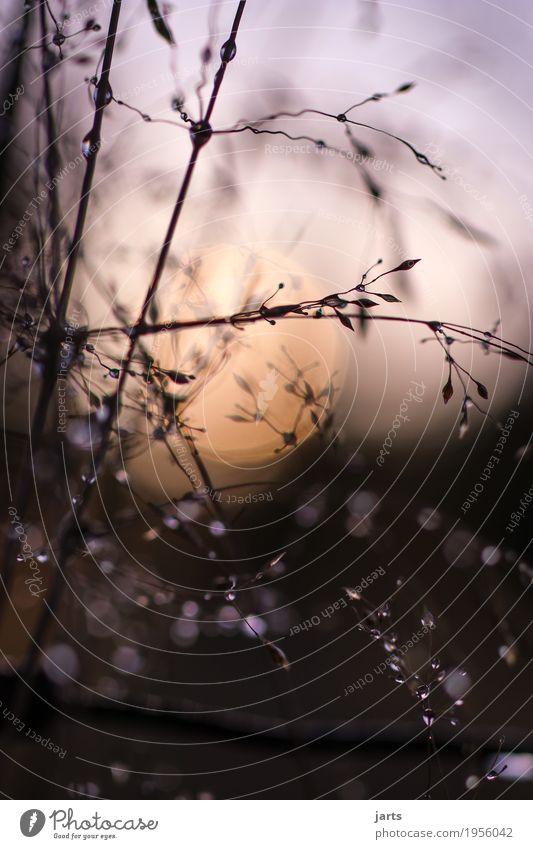 forgotten time Plant Drops of water Sun Beautiful weather Bushes Exceptional Wet Natural Serene Calm Hope Nature Branch Sky Colour photo Exterior shot Deserted