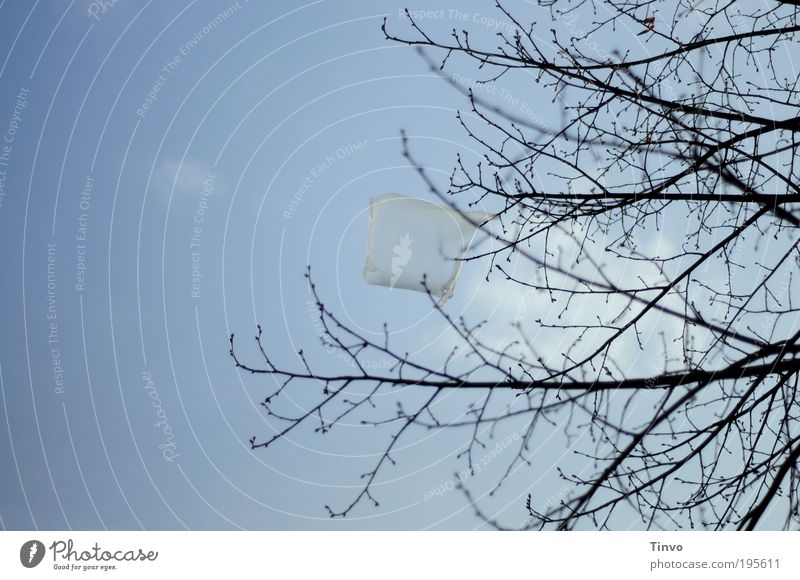 Berlin air Nature Sky Beautiful weather Wind Tree Hang Blue Black filled Air Paper bag Plastic bag berlin air Twigs and branches Bleak Leafless Blow exaggerated