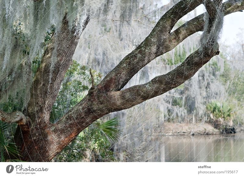 Christmas tree in luisian Tree Forest Lakeside River bank Marsh Bayou New Orleans luisiana USA Exceptional Tinsel HDR Colour photo Subdued colour Exterior shot