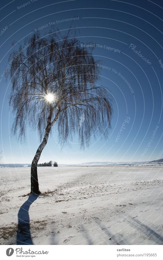 palm beach Landscape Sky Sun Winter Climate Beautiful weather Ice Frost Snow Tree Birch tree Field Glittering Bright Cold Blue White Dazzle Grief Droop