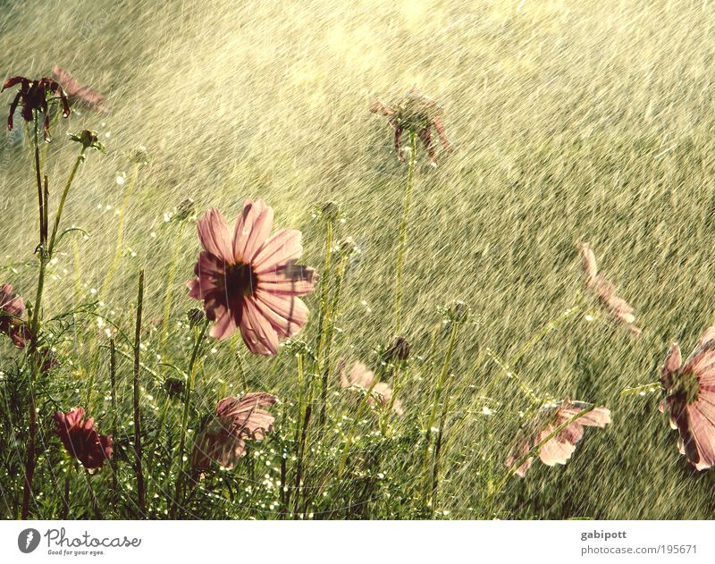 100 Flowers... Nature Landscape Plant Summer Grass Bushes Cosmos Garden Park Fragrance Happy Hot Beautiful Happiness Contentment Joie de vivre (Vitality)