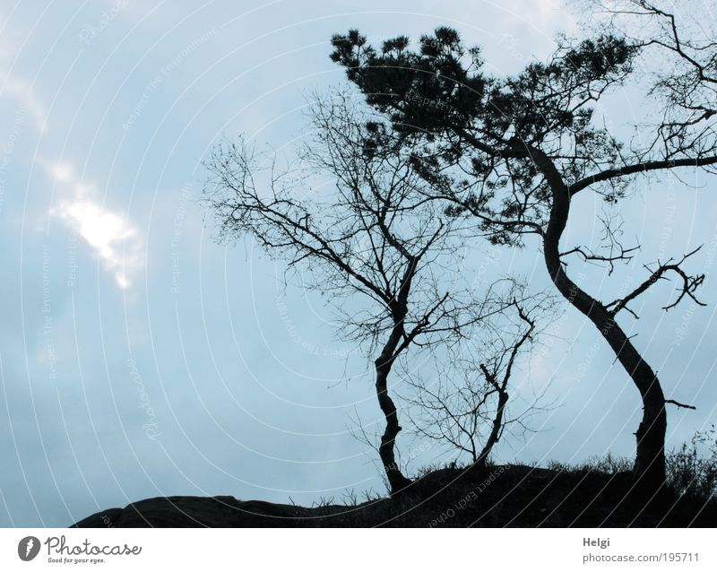 crooked and crooked.... Environment Nature Landscape Plant Sky Weather Tree Bushes Rock Old Stand To dry up Growth Esthetic Exceptional Dark Tall Natural Gloomy