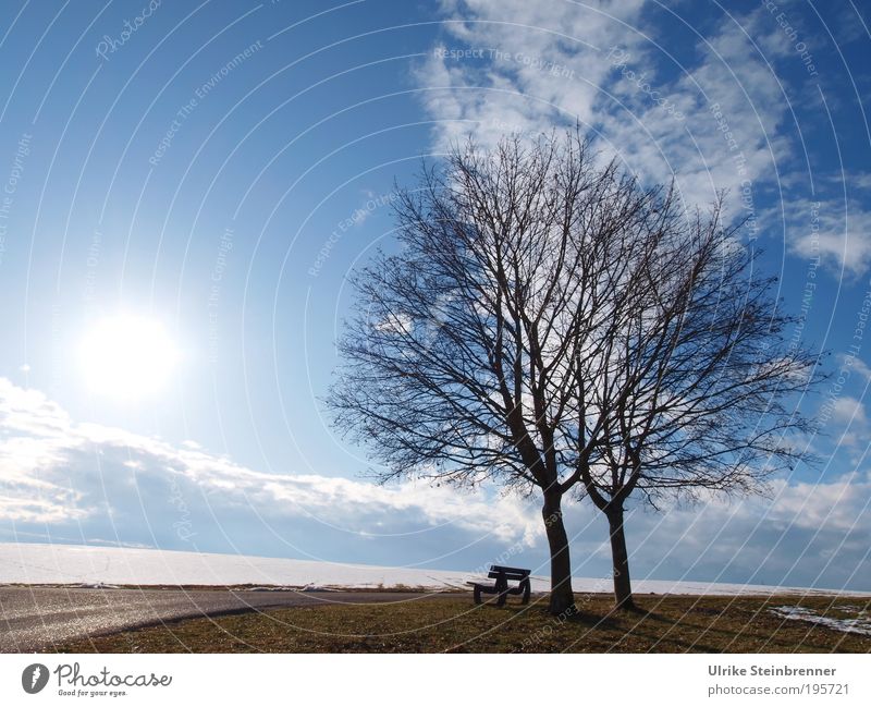 Lookout bench under pair of trees Winter Snow Nature Landscape Earth Air Sky Clouds Sunlight Beautiful weather Tree Field Attachment Couple 2 Bench