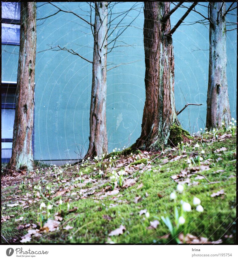 ascent Plant Bochum Academic studies Wall (barrier) Wall (building) Window Concrete Blue Brown Gray Green jade Analog Exterior shot Deserted Worm's-eye view