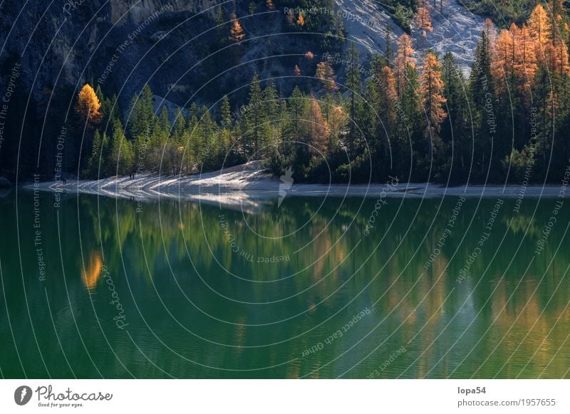 Autumnal reflection at the Braies Lake, Dolomites, South Tyrol Environment Nature Landscape Plant Water Sunlight Beautiful weather Tree Larch Forest Rock Alps