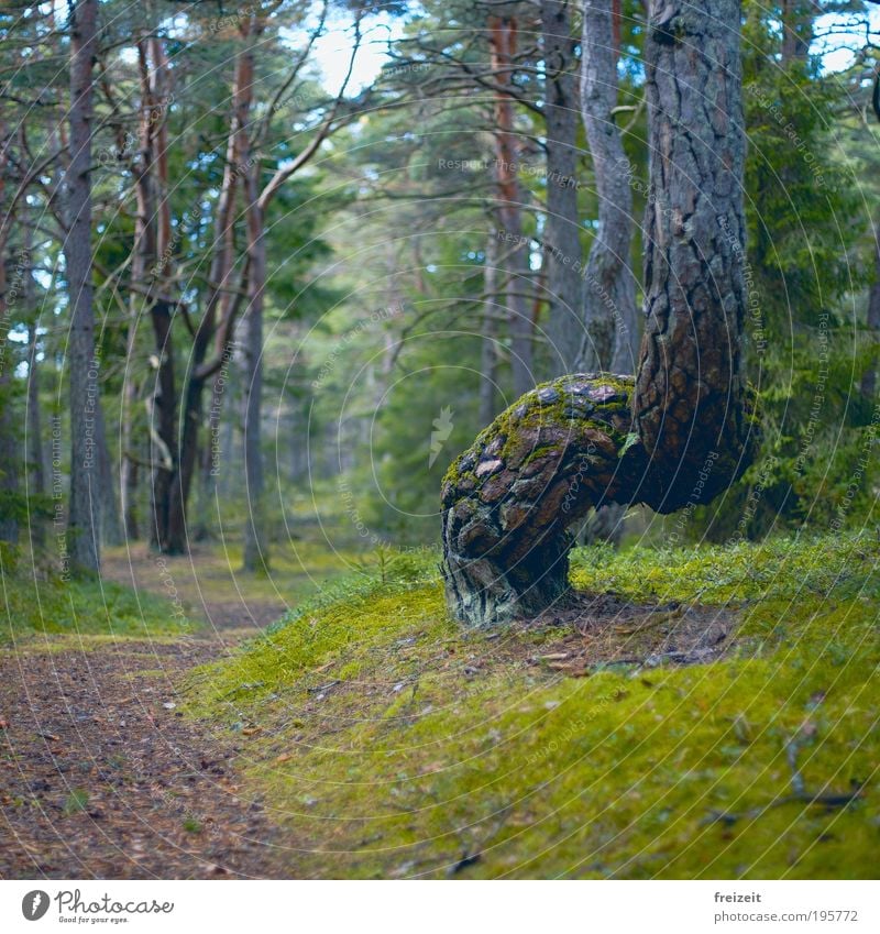 Curved paths Nature Tree Moss Forest Lanes & trails Walking Exceptional Colour photo Exterior shot Deserted Day Shallow depth of field