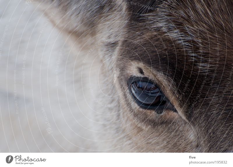 reindeer Head Hair and hairstyles Nature Animal Reindeer Feeding Friendliness Happiness Bright Beautiful Wild Contentment Sympathy Pelt Lapland Finland