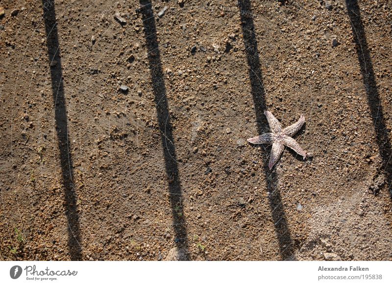 behind bars Beach Starfish 1 Animal Simple Thorny Loneliness Flotsam and jetsam Grating Penitentiary Prison system Justice Confine Sand Bottom of the sea