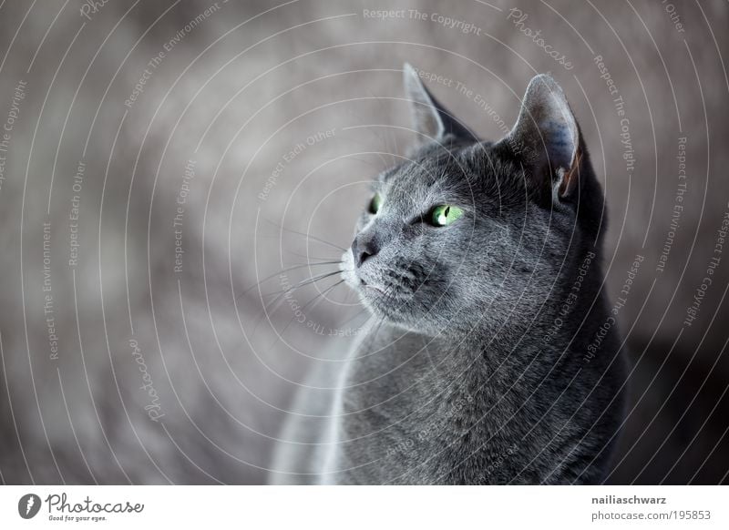 Bonnie Animal Pet Cat Animal face Pelt 1 Esthetic Curiosity Cute Gray Green Black Silver Elegant cat picture cat photo russian blue Russian Blue purebred cat