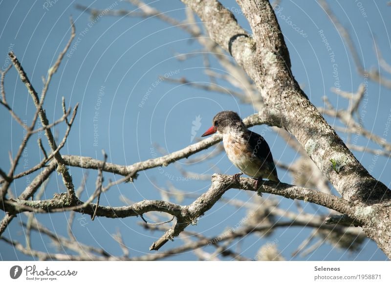 brown-headed pistol Environment Nature Autumn Winter Tree Animal Wild animal Bird Animal face Beak Kingfisher 1 Near Natural birding birdwatching Colour photo