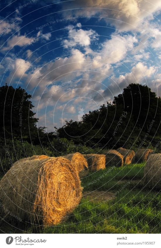 Breton Agriculture Environment Nature Landscape Plant Earth Air Sky Clouds Horizon Beautiful weather Tree Grass Bushes Straw Bale of straw Field Forest Lie Wait