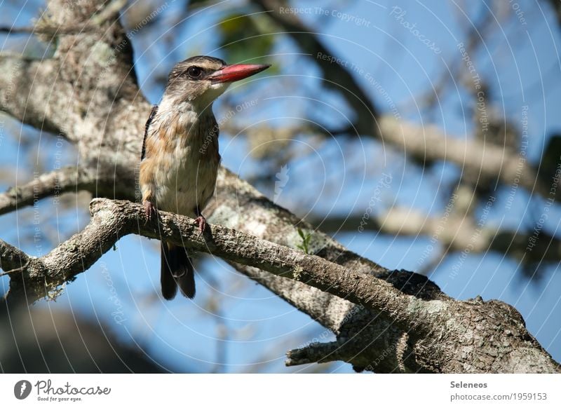 Brown-hooded Kingfisher Environment Nature Plant Tree Animal Wild animal Bird Animal face 1 Esthetic Exotic Beautiful Small Near Branch Branchage Beak birding