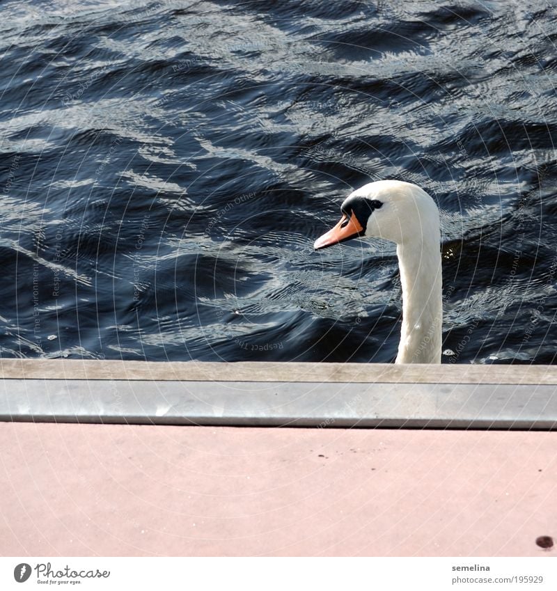 swans, swans, ge-schwant Water Waves Ocean Animal Swan Sharp-edged Blue Pink White Cool (slang) Surprise Serene Footbridge Neck Ignore Looking away Colour photo