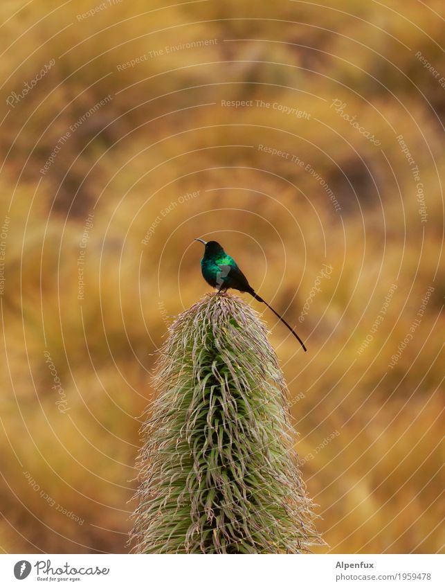 Lobelia Sunbird Plant Bog Marsh Animal Wild animal Bird sunbird 1 Sit Esthetic Elegant Exotic Glittering Turquoise Nature Africa Kenya Mount Kenya Colour photo