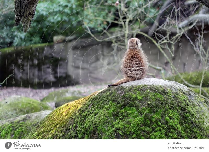 Don't look back Vacation & Travel Tourism Trip Nature Spring Tree Moss Wild plant Garden Park Meadow Field Forest Hill Rock Pelt Zoo Meerkat 1 Animal Sit