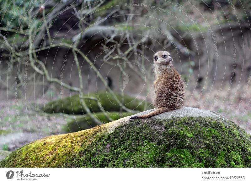 What's the matter? Vacation & Travel Tourism Trip Nature Landscape Plant Animal Spring Summer Autumn Tree Grass Bushes Moss Garden Park Hill Rock Canyon Cave