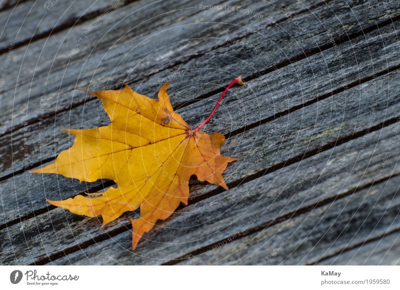 It will be autumn... Thanksgiving Environment Nature Autumn Leaf Maple leaf Loneliness Death Decline Transience Change Seasons Holiday season Yellow Wood