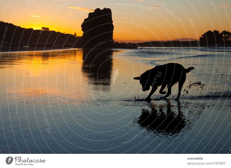 Sumner Beach II Treasure Hunter Environment Nature Landscape Sand Air Water Sky Sunrise Sunset Waves Coast Ocean New Zealand Animal Pet Dog 1 Joy Happy