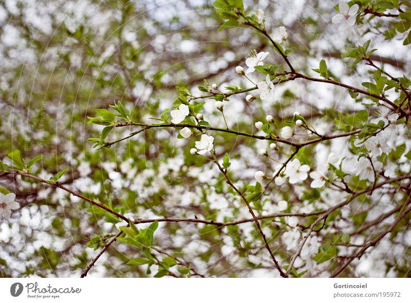 spring chaos Environment Nature Plant Spring Bushes Leaf Blossom Park Fragrance Happiness Beautiful Green White Spring fever Spring day Bud Twigs and branches