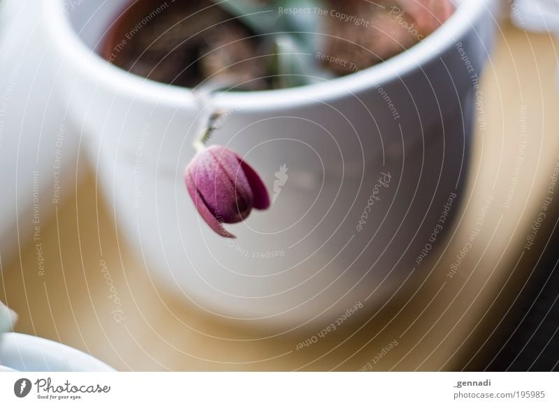 neck over pot Plant Sunlight Spring Flower Pot plant Window board Window seat Flexible Sadness Concern Grief Fatigue Appetite Thirst Colour photo Interior shot