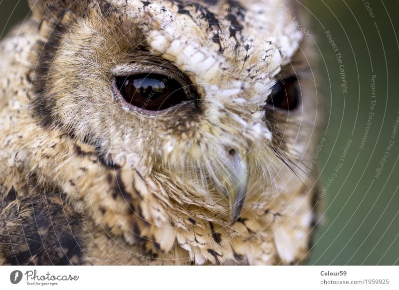 Hindu Scops Owl Animal Wild animal Bird Animal face 1 Dark Curiosity Brown Beautiful Watchfulness Uniqueness Concentrate Collared Scops Owl Otus bakkamoena