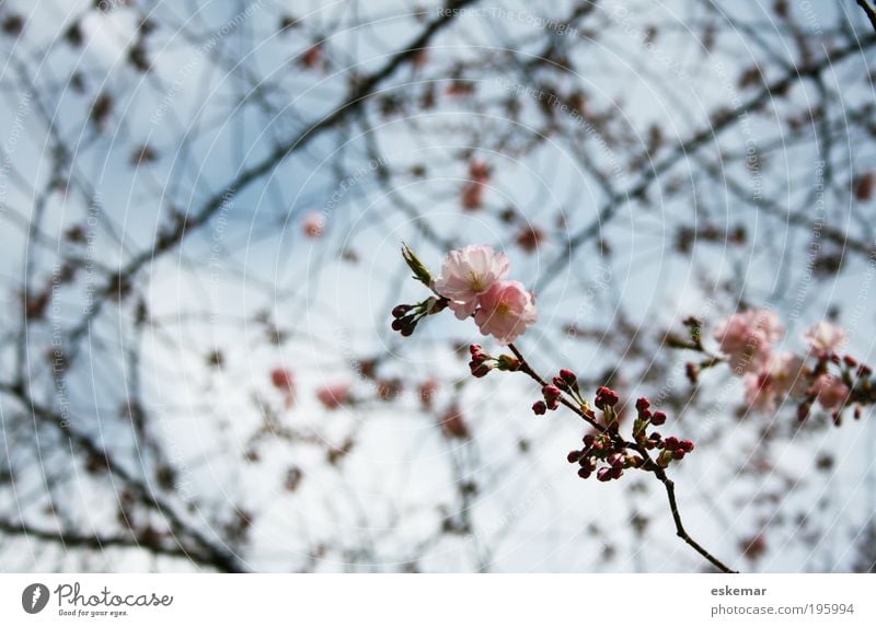 spring Nature Sky Spring Beautiful weather Tree Blossom Blossoming Fragrance Esthetic Fresh Pink Spring fever Hope tree blossom Delicate Bud New start