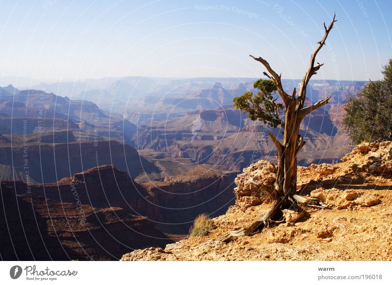 Grand Canyon Environment Nature Landscape Earth Sunlight Beautiful weather Tree Desert Blue Brown Yellow Gray Calm Wanderlust Colour photo Exterior shot