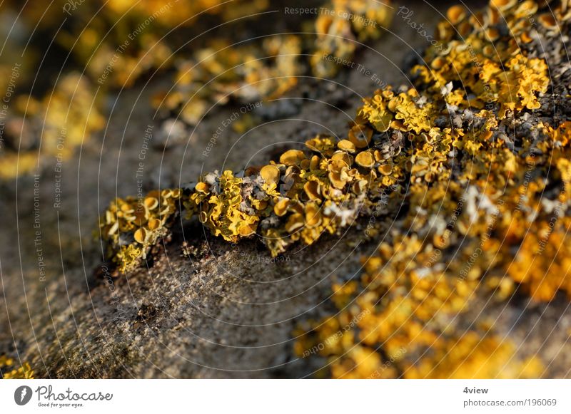 moss Environment Plant Elements Moss Rock Wall (barrier) Wall (building) Landmark Monument Yellow Gray Uniqueness Decline Exterior shot Structures and shapes