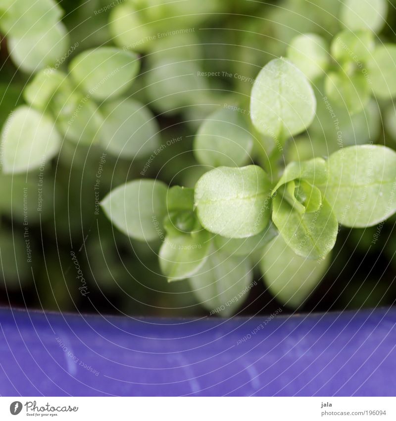 weeds Spring Plant Pot plant Gray Violet Weed chickweed Herbacious Colour photo Close-up Detail Macro (Extreme close-up) Day Light