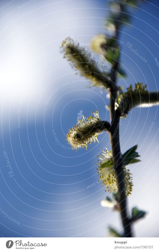 "Tree puffed willow catkin? Life Harmonious Relaxation Calm Environment Nature Landscape Plant Sky Clouds Sunlight Spring Weather Beautiful weather Bushes Leaf