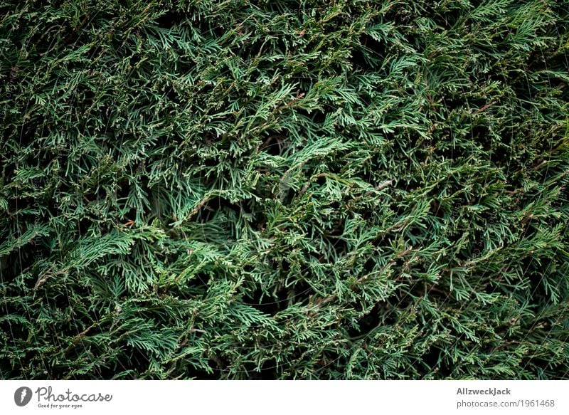 Hedge, green Nature Plant Bushes Foliage plant Park Natural Green Conifer Garden Colour photo Exterior shot Deserted Day