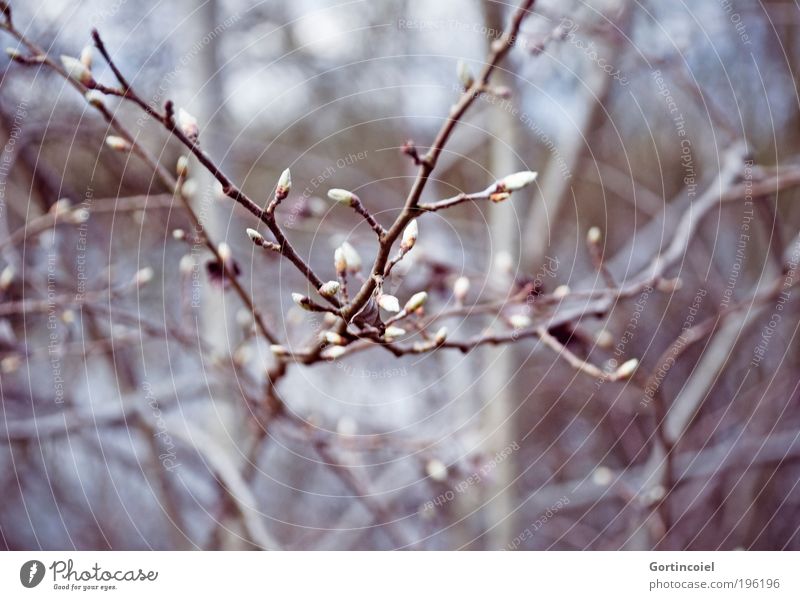 Looks like Winter Environment Nature Plant Spring Tree Bushes Blossom Park Forest Cold Beautiful Gray Violet Spring day Bud Twigs and branches Wake up Growth