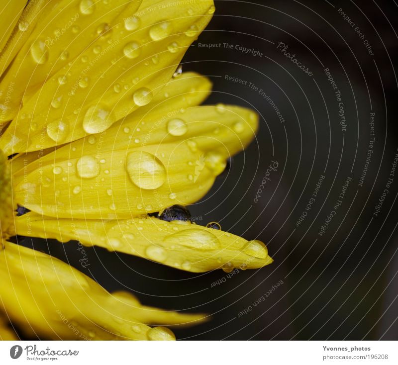 Rainy Days Happy Contentment Nature Plant Water Drops of water Spring Autumn Weather Bad weather Flower Blossom Blossoming Glittering Growth Happiness Fresh Wet