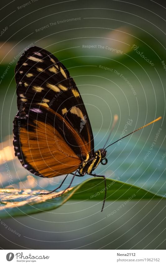 butterflies Environment Nature Animal Air Spring Summer Beautiful weather Plant Leaf Butterfly 1 Brown Orange Fragile Small Tropical Colour photo Close-up