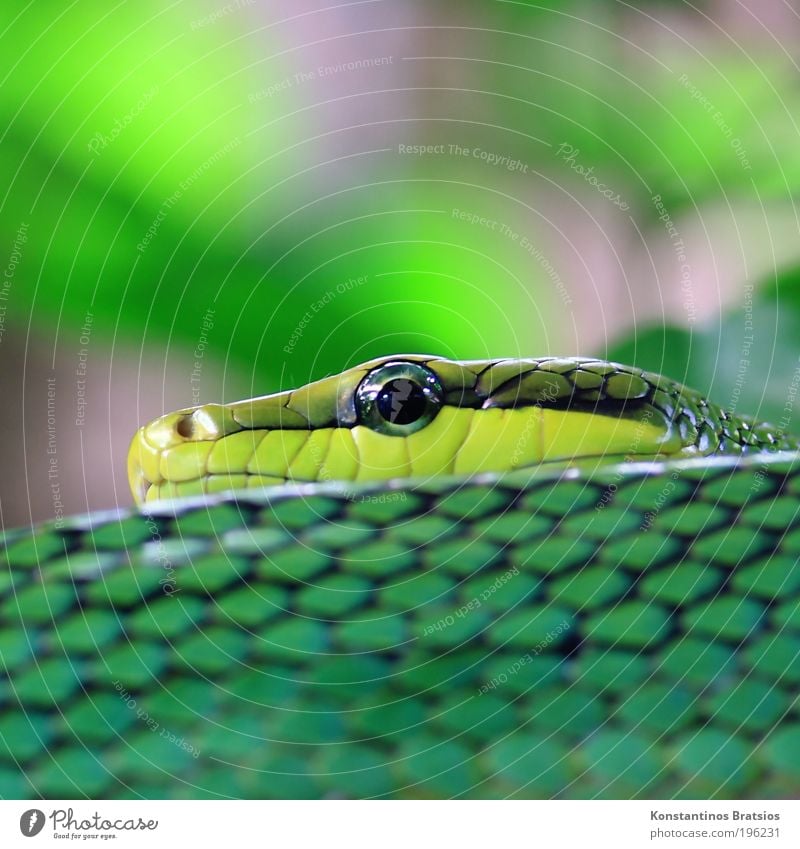 eyecatcher Wild animal Snake Viper Colubrid snake Reptiles Terrarium 1 Animal Observe Lie Looking Near Gray Green Black Fear Eyes Head Crawl Smoothness Point