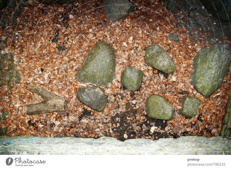 search picture Nature Landscape Plant Wild Stone Leaf Wall (barrier) Tree stump Earth Colour photo Exterior shot Deserted Day Evening Flash photo