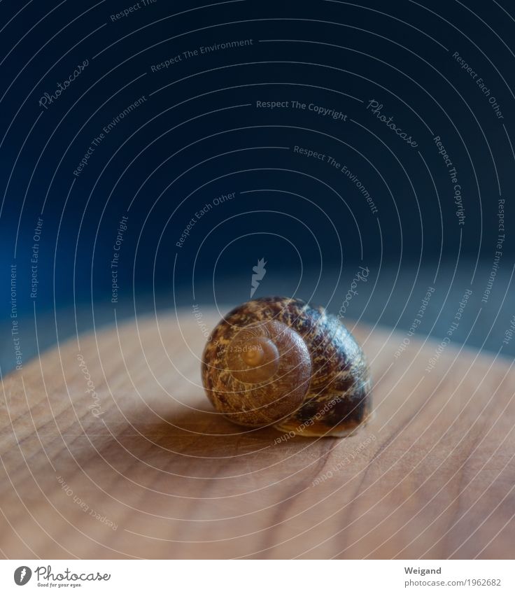 snail shell Healthy Well-being Contentment Senses Relaxation Calm Meditation Snail Wood Old Esthetic Round Blue Snail shell Spirituality Attentive Wisdom