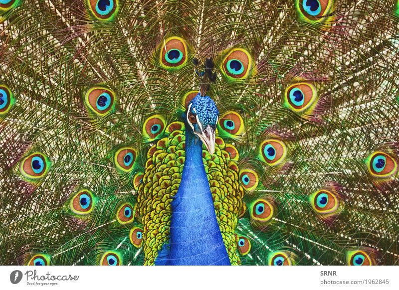 Portrait Of Peacock Animal Bird Wild ceremony courtship display courtship ritual covert featheranimal avian avifauna covert feathers extravagant tail