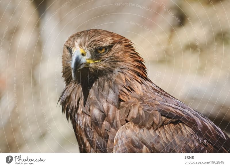 Portrait of Eagle Nature Animal Wild animal Bird 1 Brown accipitridae attentive avian avifauna Beak Beast big Bank note Bird of prey birdwatching Dark brown eye