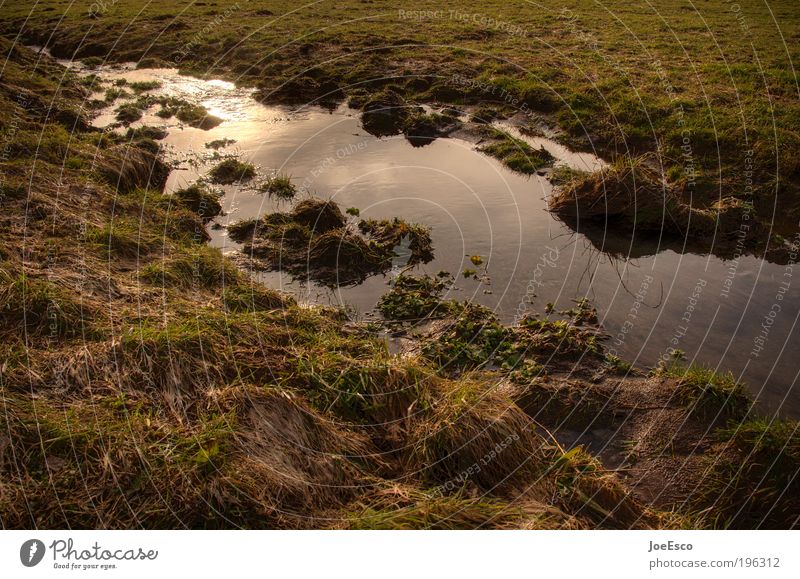 offroad Vacation & Travel Trip Summer Nature Plant Water Sun Grass Field Bog Marsh Pond Illuminate Dirty Wet Beautiful Warmth Effort Relaxation Idyll