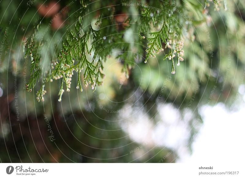 Off to the hedge Environment Nature Plant Rain Bushes Cypress Green Colour photo Detail Deserted Light Reflection Sunlight Blur Shallow depth of field Day