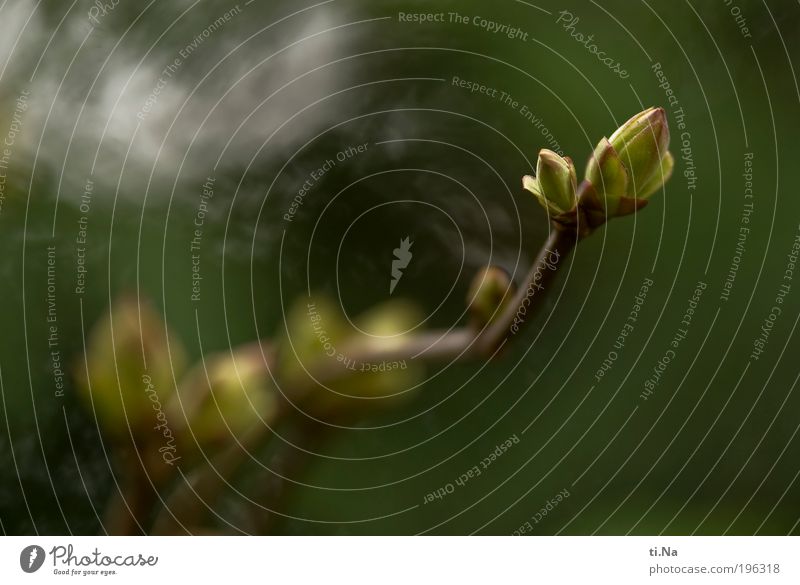 I'm still growing Environment Nature Landscape Animal Plant Tree Leaf Lilac leaf Park Growth Small Exterior shot Close-up Deserted Day Evening Light Shadow