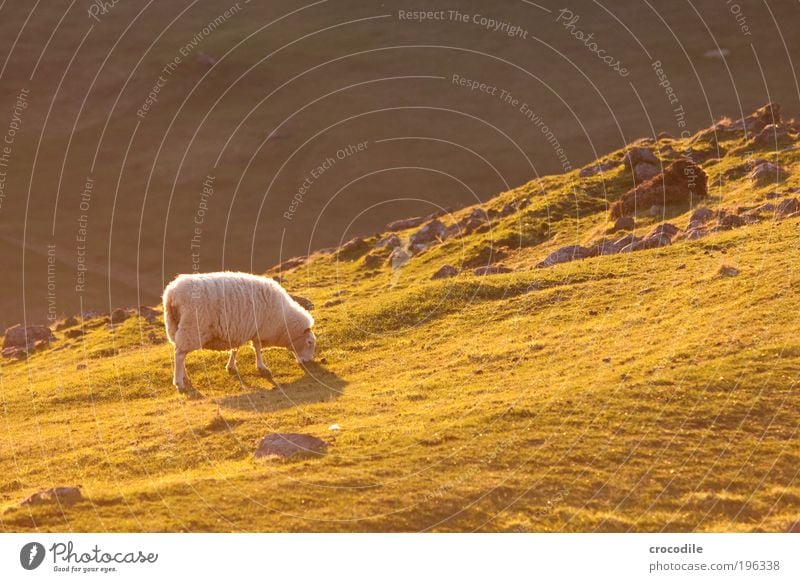 New Zealand XXV Food Environment Nature Sunrise Sunset Spring Beautiful weather Plant Grass Meadow Field Hill Coast Pelt Animal Farm animal Sheep 1 Stand Cuddly