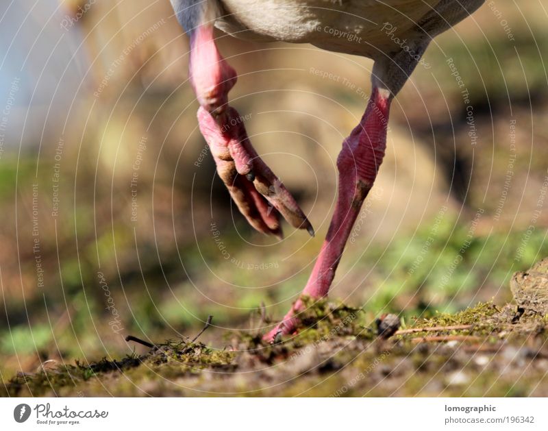 180° circulating air Nature Earth Summer Airplane Seaplane Animal Claw Paw Animal tracks Running Walking Hiking Free Speed Crazy Spring fever Duck Duck birds