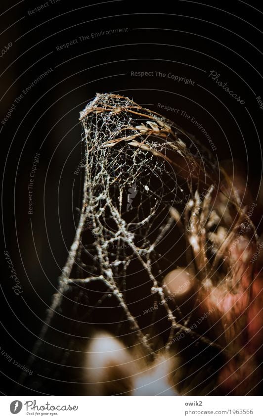 Christo was here Plant Bushes Pot plant Blade of grass Spider's web Cobwebby Cocoon To dry up Old Dark Thin Authentic Natural Dream Sadness Grief Death